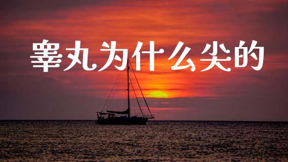 睾丸为什么尖的_https://wap.yjjixie.cn_港股行情_第1张